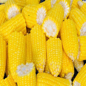 corn-picture