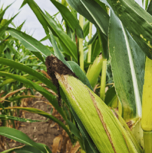 fresh-corn-image