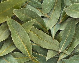 Bay leaves 