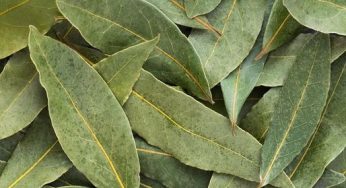 The Versatile Uses of Bay Leaves You Haven’t Explored Yet