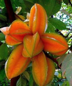 Star Fruit