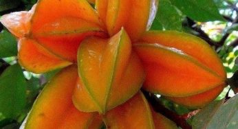 The 10 Spectacular Health Benefits Packed in Star Fruit
