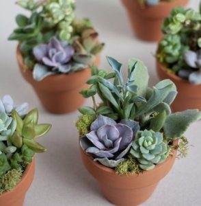 Succulents 